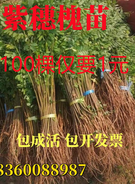 紫穗槐树苗防沙固土荒山复绿护坡灌木耐寒耐寒行道工程绿化苗易活