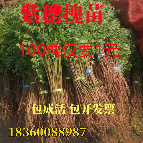 紫穗槐树苗防沙固土荒山复绿护坡灌木耐寒耐寒行道工程绿化苗易活