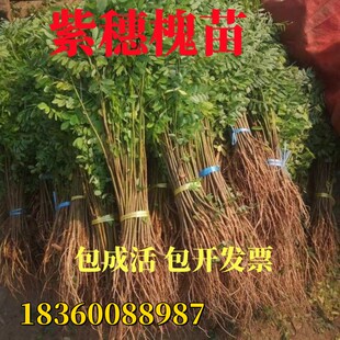 紫穗槐树苗铁路护坡荒山护坡耐寒耐旱行道绿化防沙固土绿化树苗