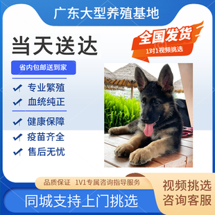 广州黑背大型犬警犬纯种小狼狗 出售纯种德牧犬 卖赛级德牧犬犬舍