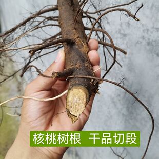 【东北核桃树根】核桃树根晒干发货核桃根