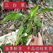 三百草 白水鸡 塘边藕 五路白 中草药材 白叶莲 三白草