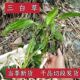 三百草 白水鸡 塘边藕 五路白 中草药材 白叶莲 三白草