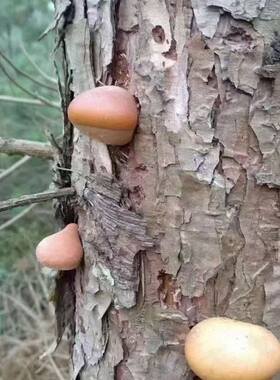 须元果树荷包松橄榄隐孔菌藏元果无根果雪域果云南野独有的菌