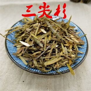 【干品三尖杉】 三尖杉 榧子血榧 石榧