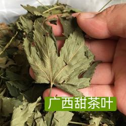 甜茶叶广西金秀大瑶山刺儿茶甜茶