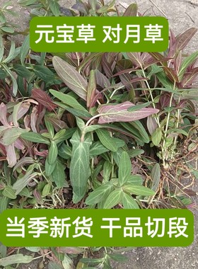 广西中药材元宝草 对月草 穿心箭 排草 对经草 对口莲