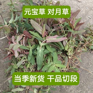 广西中药材元宝草 对月草 穿心箭 排草 对经草 对口莲