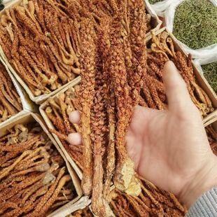 草苁蓉 精选列当长鞭草神仙草东北特产炖汤泡水