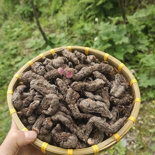 甘肃农民大山采挖紫参《拳参》整颗草河车