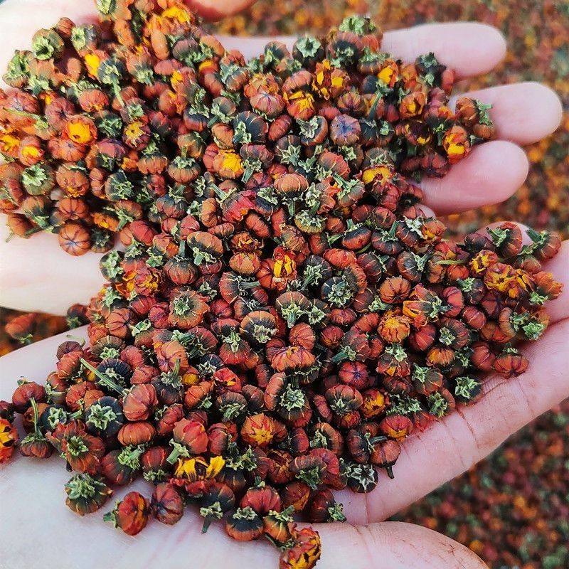 【雅鲁藏布江九品金兰】西藏高海拔百搭茶