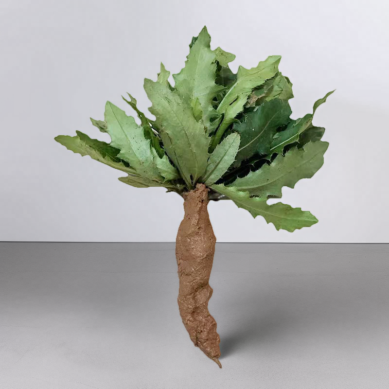 小蓟苗种苗新鲜现挖草药根刺药材绿植盆栽庭院鲜小蓟苗