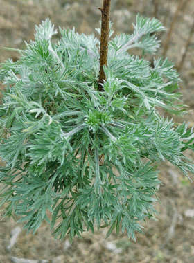 新鲜茵陈天然时令山野菜绵茵陈茶