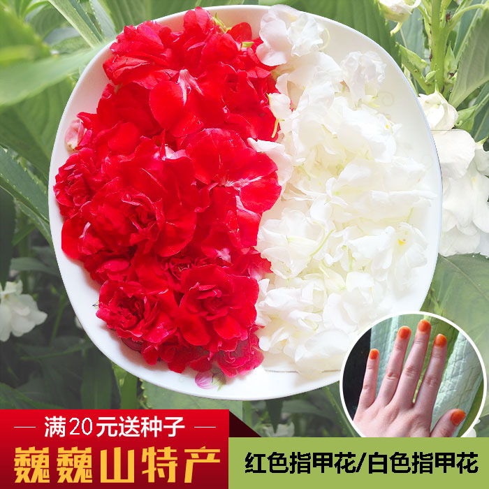 鲜凤仙花瓣指甲草花凤仙花种子