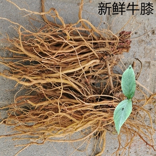 土牛膝新鲜食材 现挖新鲜土牛夕扭伤倒扣草 对节草倒勾草根节骨