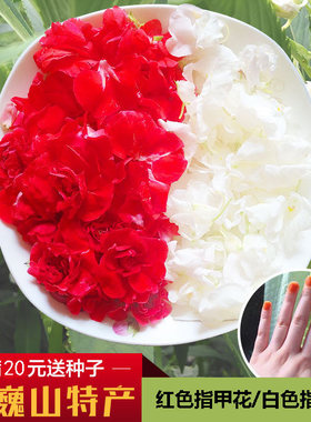 现摘白色凤仙花指甲草花染指甲花红凤仙花鲜花瓣泡醋花粉种苗