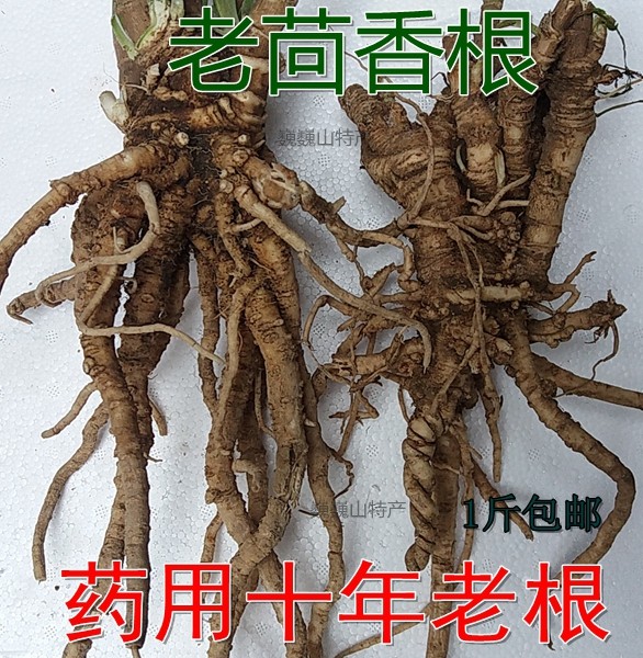 小茴香根茴香苗新鲜盐茴谷香根茴香子香丝菜促销2年苗要材老茴香