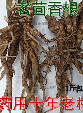 小茴香根茴香苗新鲜盐茴谷香根茴香子香丝菜促销2年苗要材老茴香