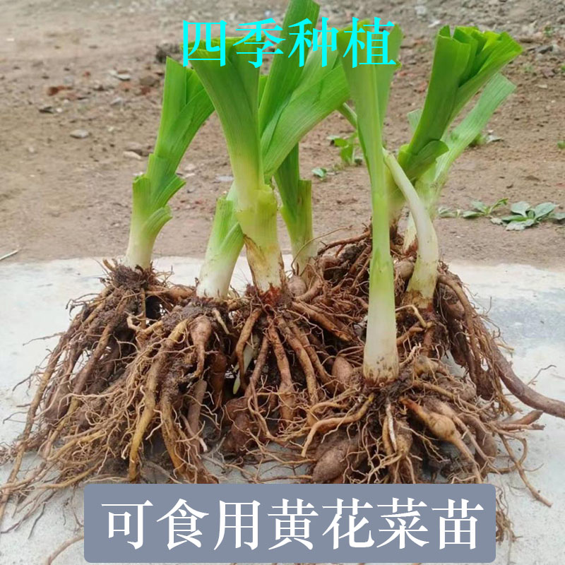 黄花菜种苗食用野生黄花菜苗根金针菜苗根阳台蔬菜种苗四季种植