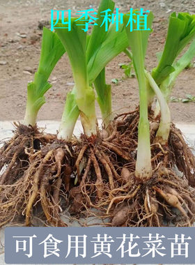 黄花菜种苗食用野生金针菜苗根