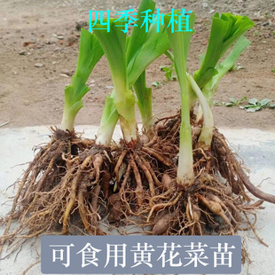 黄花菜种苗食用野生黄花菜苗根金针菜苗根阳台蔬菜种苗四季种植