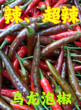 乌红色小米辣重庆新鲜小米辣椒尖椒辣椒指天椒朝天辣椒下单现摘