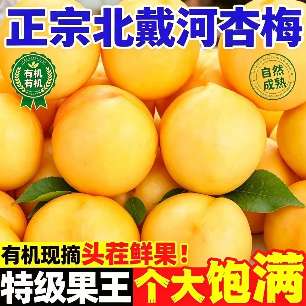 北戴河杏梅秦皇岛黄金油桃现摘