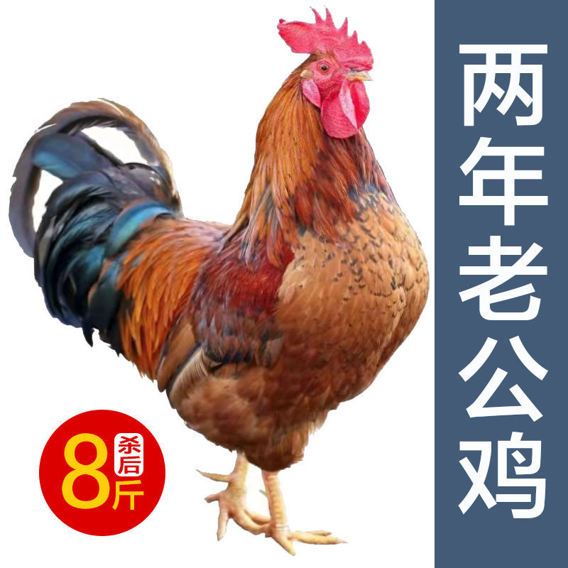 老公鸡两年老公鸡农家散养跑山鸡溜达鸡新鲜现宰现发坏单包赔