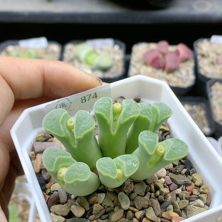 清棚特价一件包邮874,鲜花速递/花卉仿真/绿植园艺,多肉植物,淘宝优惠券,粉丝福利购,淘宝优惠卷