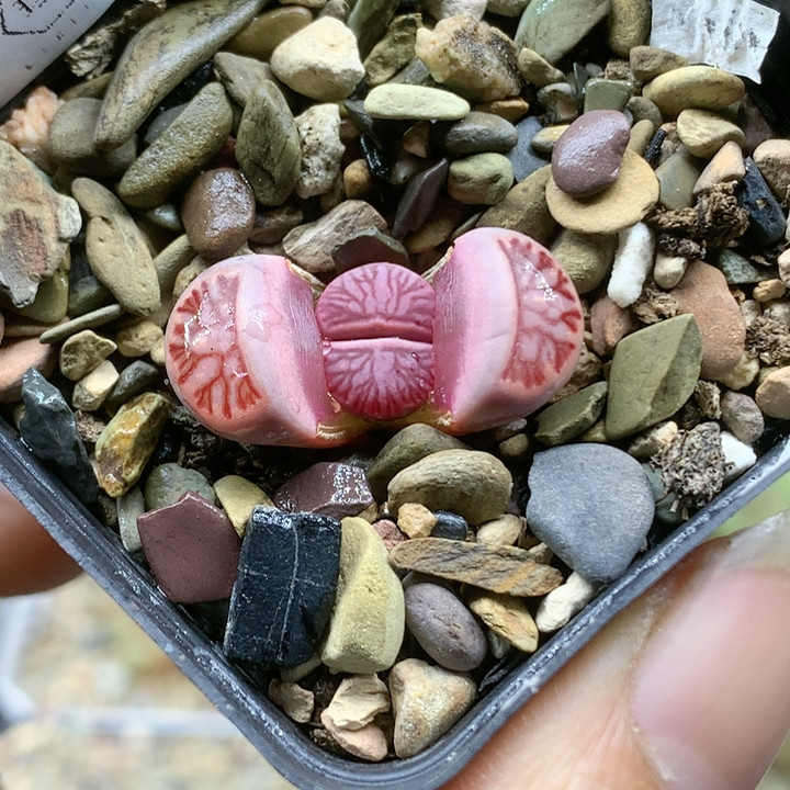 清棚特价一件包邮1065,鲜花速递/花卉仿真/绿植园艺,多肉植物,淘宝优惠券,粉丝福利购,淘宝优惠卷