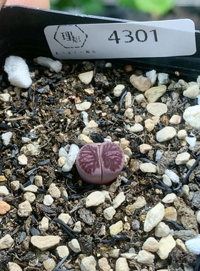4301紫菊一物一拍生石花肉锥35包邮4.14