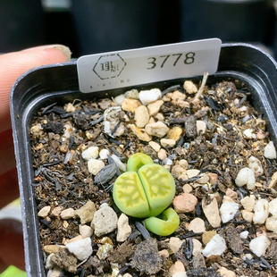 3778绿菊化石一物一拍生石花肉锥35 包邮