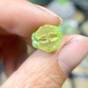 3406超蝶一物一拍多肉植物生石花肉锥35 包邮