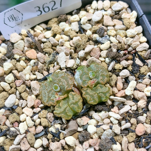 3627大型蝴蝶一物一拍生石花肉锥多肉植物35 4.25更新 包邮