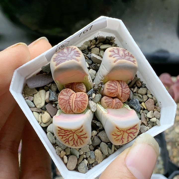 清棚特价一件包邮767,鲜花速递/花卉仿真/绿植园艺,多肉植物,淘宝优惠券,粉丝福利购,淘宝优惠卷