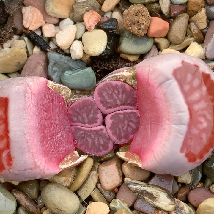 清棚特价一件包邮1101,鲜花速递/花卉仿真/绿植园艺,多肉植物,淘宝优惠券,粉丝福利购,淘宝优惠卷