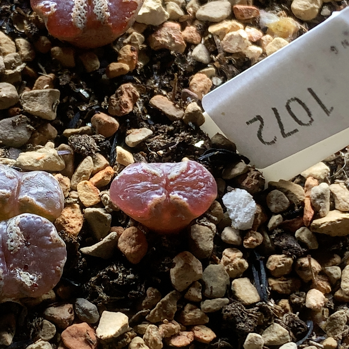 清棚特价一件包邮1072