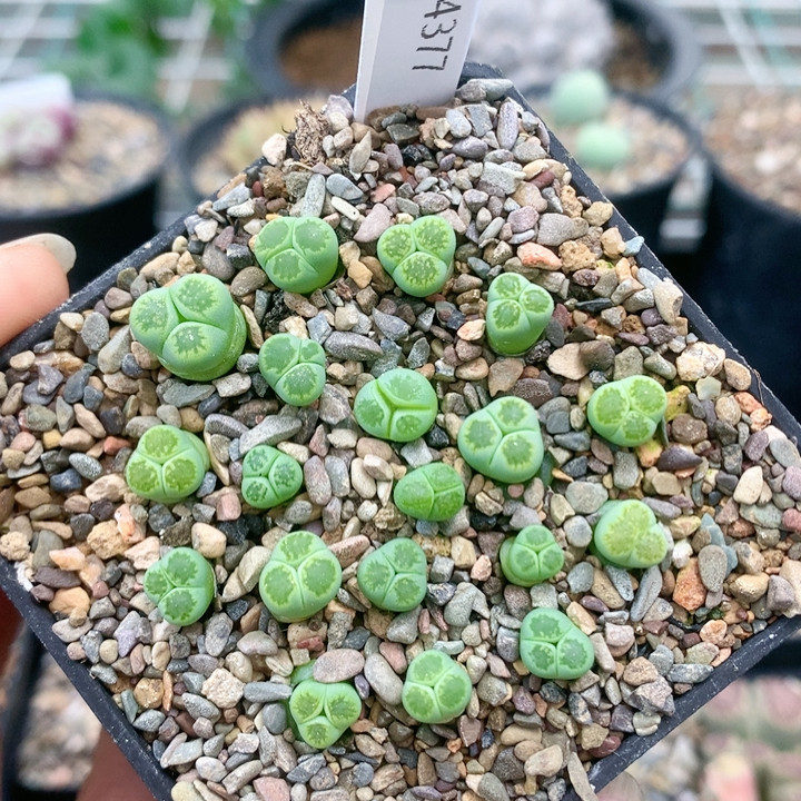 4377绿菊奔驰一物一拍生石花肉锥35包邮4.17