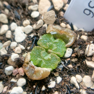 3856超蝶一物一拍生石花肉锥35包邮