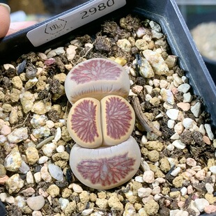 2980红窗菊三年一物一拍多肉植物生石花肉锥35 包邮