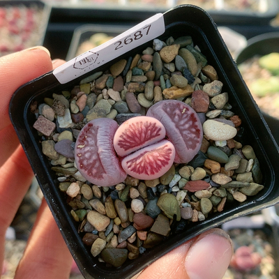 2687紫菊三年准母本