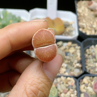 1870 包邮 清棚特价 一件