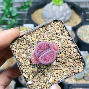 3561紫菊一物一拍多肉植物生石花肉锥35 包邮