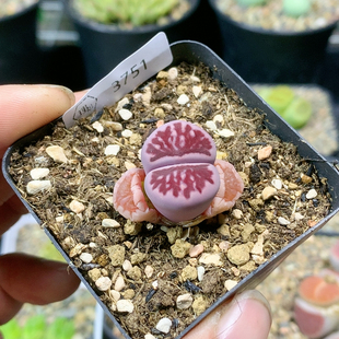 3751紫菊粗纹一物一拍生石花肉锥35 包邮