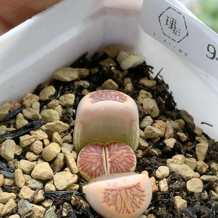 清棚特价一件包邮940,鲜花速递/花卉仿真/绿植园艺,多肉植物,淘宝优惠券,粉丝福利购,淘宝优惠卷