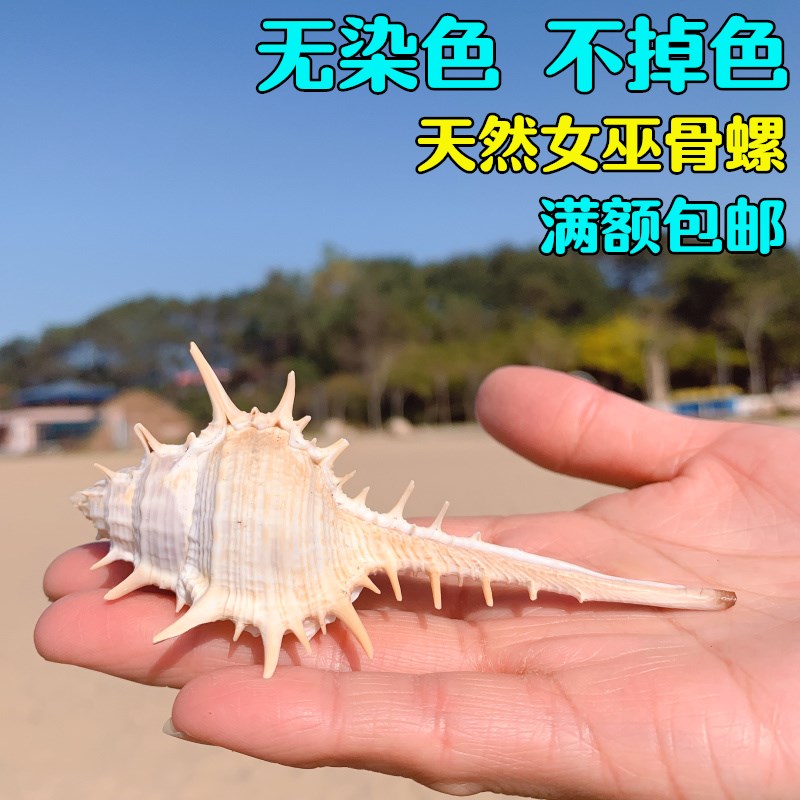 女巫骨螺天然海螺贝壳刺螺巫骨螺拍摄道具地台鱼缸装饰品造景摆件|ruв категории Домашний быт, творческие украшения, густой/раковина/кораллы - от Buy2taobao.com для оказания профессиональной услуги покупки агента Taobao