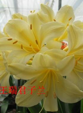 君子兰细叶黄花1叶绿裤保真对版产地发货100%开黄色花支持验证