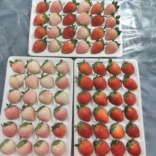 草莓新鲜彩色草莓当季水果黑粉白甜草莓小小果 唐果合作社草莓