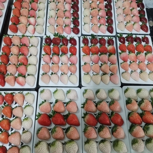 新鲜草莓水果越雪妃白露粉玉真红玄玉隋珠黑白粉多色彩色草莓甜