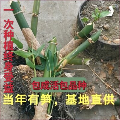 现挖麻竹苗地栽正宗台湾品种存活率高甜竹苗大苗亩产三四千斤竹子